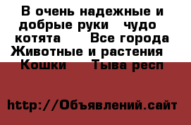 В очень надежные и добрые руки - чудо - котята!!! - Все города Животные и растения » Кошки   . Тыва респ.